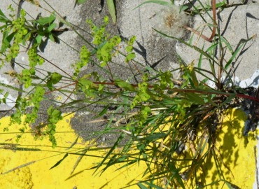 Euphorbia platyphyllos (Geniş Yapraklı Sütleğen) – Ahmet Güngör, Ordu