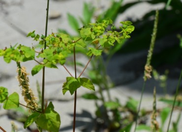 Euphorbia platyphyllos (Geniş Yapraklı Sütleğen) – Ahmet Güngör, Ordu