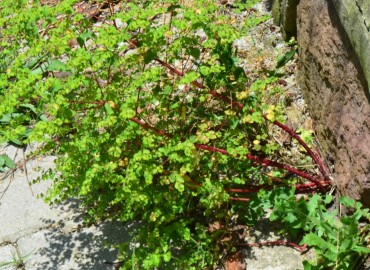 Euphorbia platyphyllos (Geniş Yapraklı Sütleğen) – Ahmet Güngör, Ordu