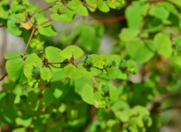 Euphorbia platyphyllos (Geniş Yapraklı Sütleğen) – Ahmet Güngör, Ordu