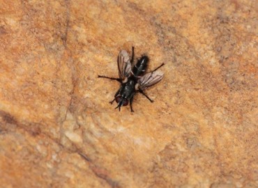 Stevenia pallidicornis (Loew, 1847)