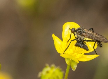 Empis tesselata