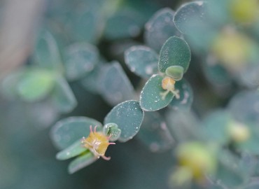 Euphorbia herniariifolia (Boncuk Sütleğen) – Ahmet Güngör, Denizli