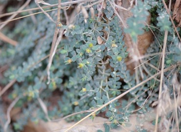 Euphorbia herniariifolia (Boncuk Sütleğen) – Ahmet Güngör, Denizli