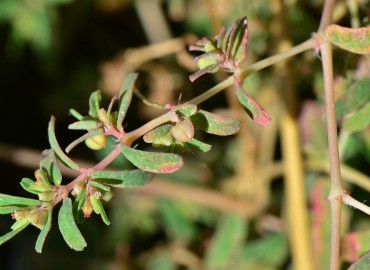 Euphorbia chamaesyce (Şebrem) – Ahmet Güngör, Aydın
