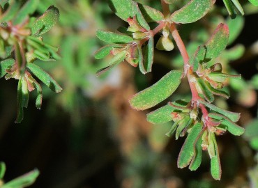 Euphorbia chamaesyce (Şebrem) – Ahmet Güngör, Aydın