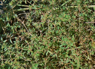 Euphorbia chamaesyce (Şebrem) – Ahmet Güngör, Aydın