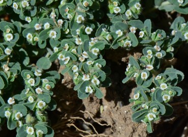Euphorbia prostrata (Yayık sütleğen) – Ahmet Güngör, İzmir