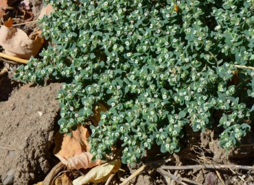 Euphorbia prostrata (Yayık sütleğen) – Ahmet Güngör, İzmir