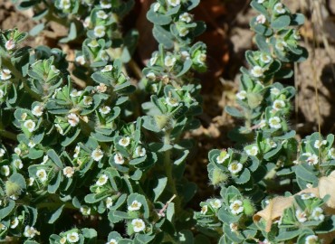 Euphorbia prostrata (Yayık sütleğen) – Ahmet Güngör, İzmir