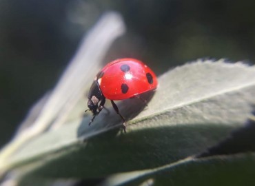 Coccinella septempunctata (Linnaeus, 1758) (Yedi noktalı uğur böceği) – Yasin Çalışkan, Konya
