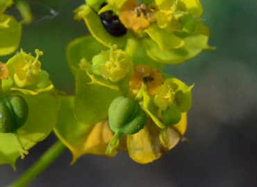 Euphorbia seguieriana (Tasmaotu/Seguier Sütleğeni) – Ahmet Güngör, Sinop
