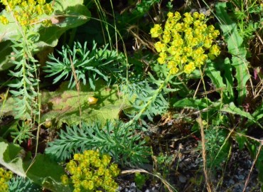 Euphorbia seguieriana (Tasmaotu/Seguier Sütleğeni) – Ahmet Güngör, Sinop