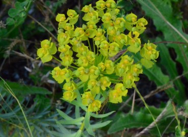 Euphorbia seguieriana (Tasmaotu/Seguier Sütleğeni) – Ahmet Güngör, Sinop
