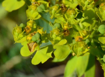 Euphorbia seguieriana (Tasmaotu/Seguier Sütleğeni) – Ahmet Güngör, Sinop