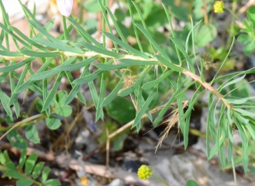 Euphorbia seguieriana (Tasmaotu/Seguier Sütleğeni) – Ahmet Güngör, Sinop