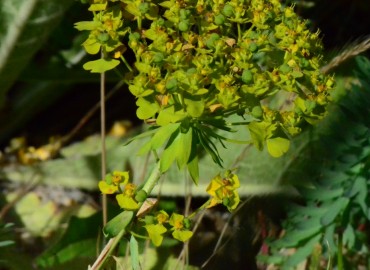 Euphorbia seguieriana (Tasmaotu/Seguier Sütleğeni) – Ahmet Güngör, Sinop