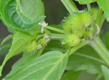 Mercurialis perennis (Köpekmarulu) – Ahmet Güngör, Samsun