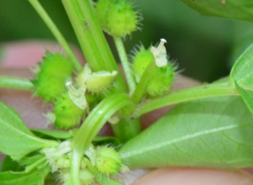 Mercurialis perennis (Köpekmarulu) – Ahmet Güngör, Samsun