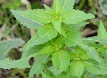 Mercurialis perennis (Köpekmarulu) – Ahmet Güngör, Samsun