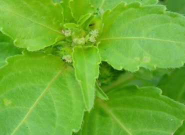 Mercurialis perennis (Köpekmarulu) – Ahmet Güngör, Samsun