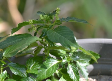Mercurialis annua (Parşen) – Ahmet Güngör, İzmir