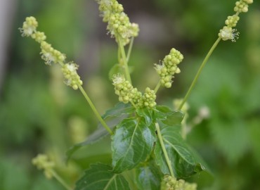Mercurialis annua (Parşen) – Ahmet Güngör, İzmir
