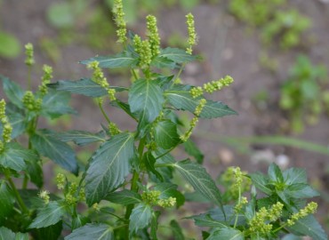 Mercurialis annua (Parşen) – Ahmet Güngör, İzmir