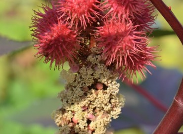 Ricinus communis (Hintyağı) – Ahmet Güngör, İzmir