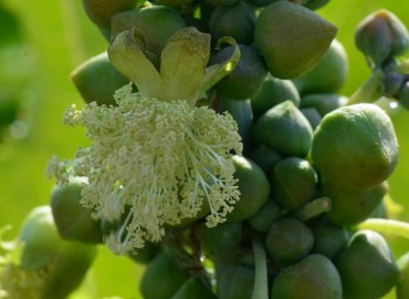 Ricinus communis (Hintyağı) – Ahmet Güngör, Antalya