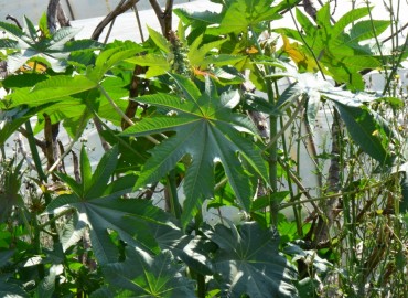 Ricinus communis (Hintyağı) – Ahmet Güngör, Antalya