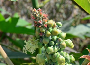 Ricinus communis (Hintyağı) – Ahmet Güngör, Antalya