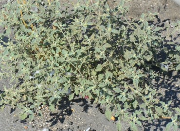Chrozophora tinctoria (Siğilotu) – Ahmet Güngör, Osmaniye