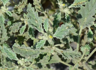 Chrozophora tinctoria (Siğilotu) – Ahmet Güngör, Osmaniye