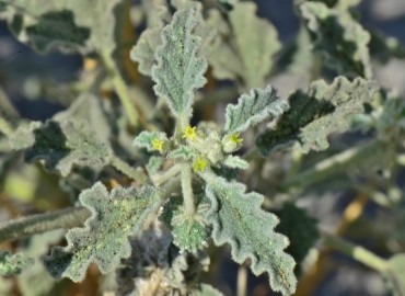 Chrozophora tinctoria (Siğilotu) – Ahmet Güngör, Osmaniye