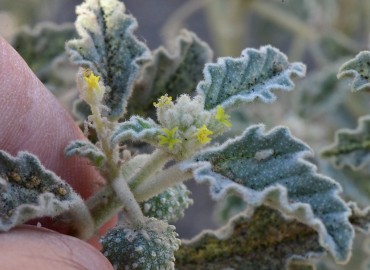 Chrozophora tinctoria (Siğilotu) – Ahmet Güngör, Osmaniye