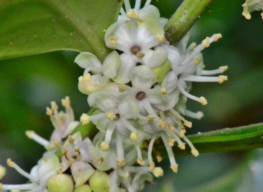 Ilex colchica