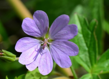 Geranium pyrenaicum