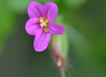 Geranium robertianum L.