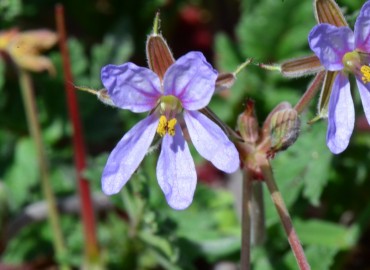 Erodium botrys