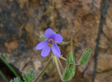 Erodium ciconium