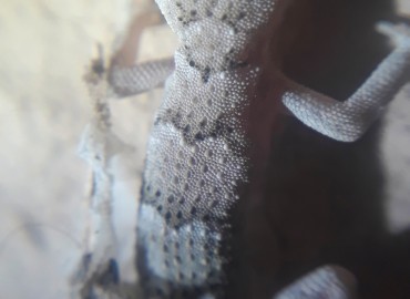 Mediodactylus kotschyi (İnce Parmaklı Keler) – Yasin Çalışkan, Konya