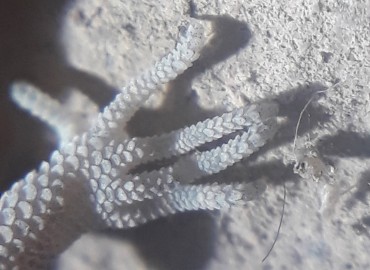 Mediodactylus kotschyi (İnce Parmaklı Keler) – Yasin Çalışkan, Konya