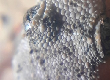 Mediodactylus kotschyi (İnce Parmaklı Keler) – Yasin Çalışkan, Konya