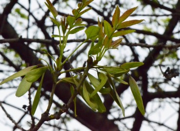 Fraxinus angustifolia (Sivri dişbudak) – Ahmet Güngör, Samsun