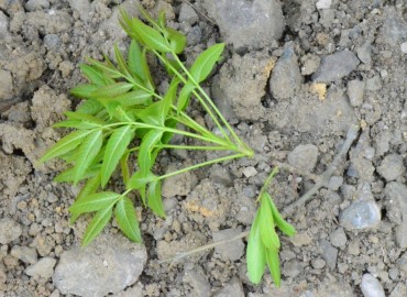 Fraxinus angustifolia (Sivri dişbudak) – Ahmet Güngör, Samsun