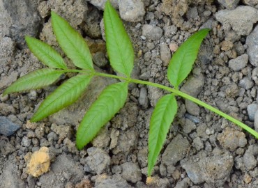 Fraxinus angustifolia (Sivri dişbudak) – Ahmet Güngör, Samsun