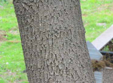 Fraxinus angustifolia (Sivri dişbudak) – Ahmet Güngör, Samsun