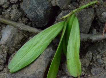 Fraxinus angustifolia (Sivri dişbudak) – Ahmet Güngör, Samsun