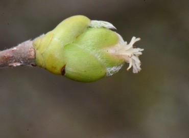 Corylus avellana var. pontica